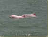 dolphins.jpg (40463 �Ӧ줸��)